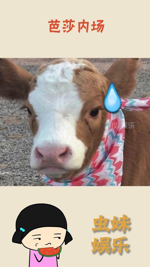 娱乐吃瓜酱熊猫,娱乐吃瓜酱熊猫的趣味生活揭秘  第1张